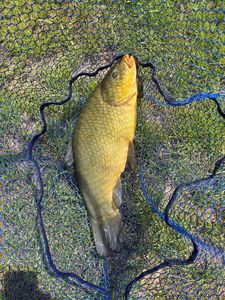 Tench