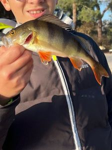 European Perch