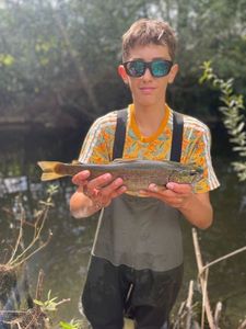 Brown Trout