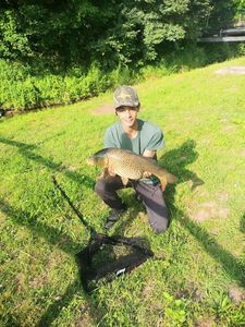 Common Carp