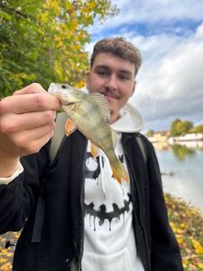 European Perch