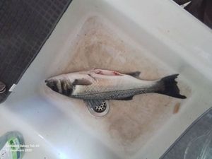 European Bass (Seabass)