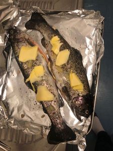 Rainbow Trout