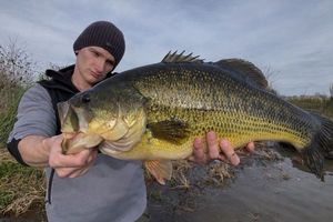 Largemouth Bass