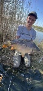 Mirror Carp