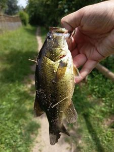 Largemouth Bass