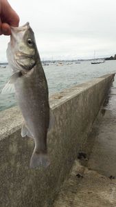 European Bass (Seabass)