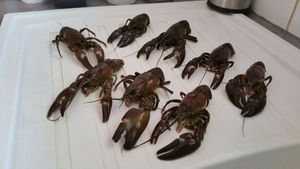 Spinycheek Crayfish