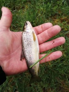 Brown Trout