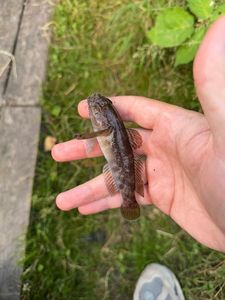 Black Goby