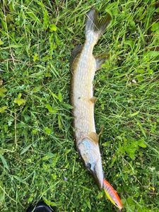 Northern Pike