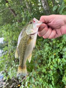 Largemouth Bass