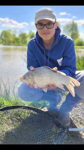 Crucian Carp