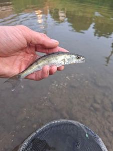 Zander