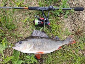European Perch
