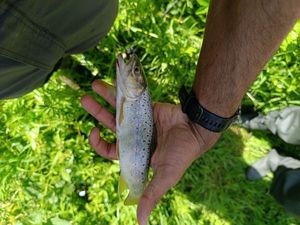 Brown Trout