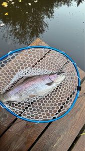 Rainbow Trout