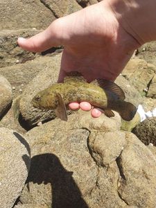 Giant Goby