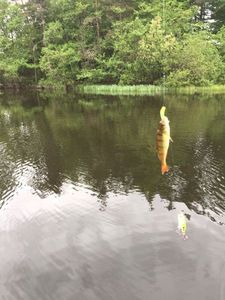 European Perch