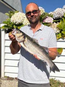 European Bass (Seabass)