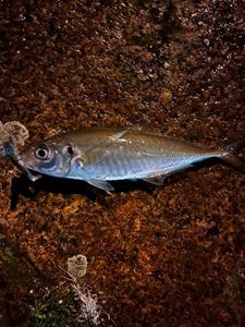 Atlantic Horse Mackerel