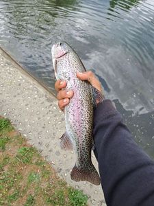 Rainbow Trout