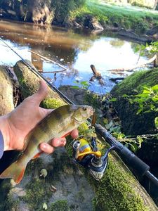 European Perch