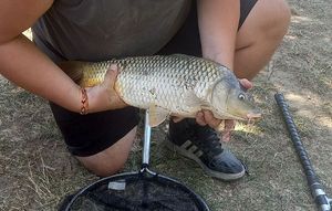 Common Carp