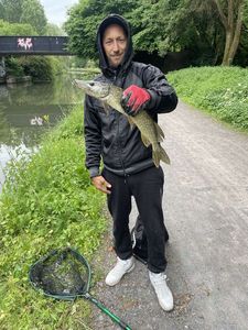 Northern Pike
