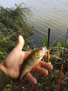European Perch