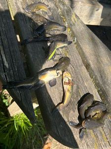 Black Bullhead