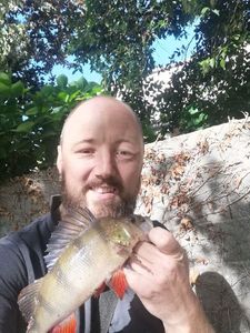 European Perch