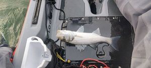 European Bass (Seabass)