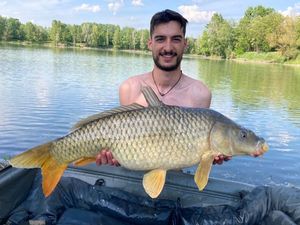 Common Carp