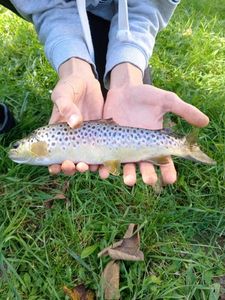 Brown Trout