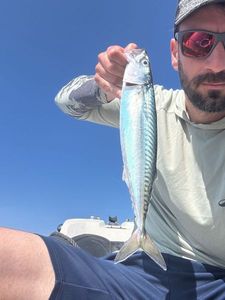 Mackerel