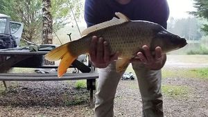 Leather Carp