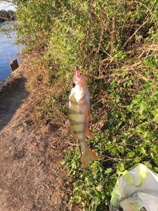 European Perch