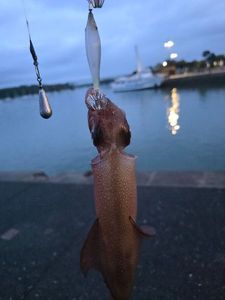 European Squid
