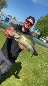 Largemouth Bass