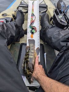 Ballan Wrasse
