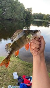 European Perch