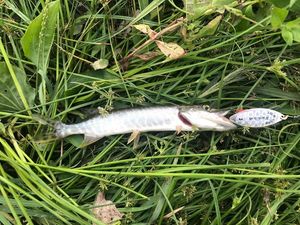 Northern Pike