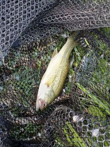 Largemouth Bass gevangen door Sebastien Bonnet