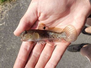 Round Goby