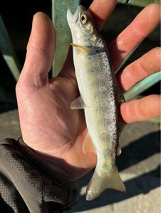 Brown Trout