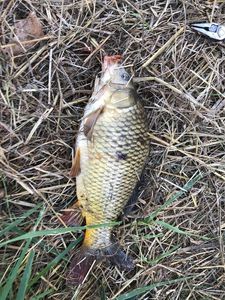 Common Carp