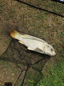 Koï Fish