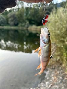 European Perch