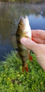 European Perch